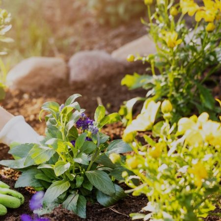 Garden Garden