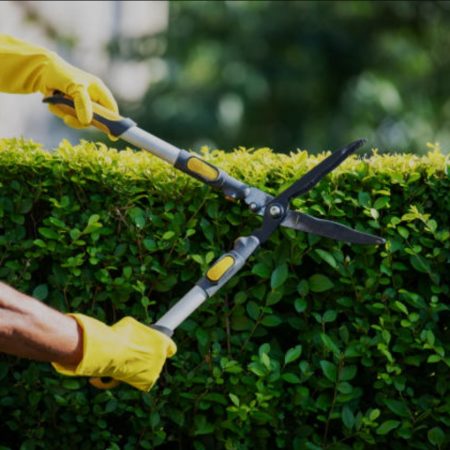Tree Pruning Tree Pruning
