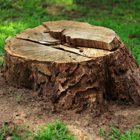 Tree stump in the forest 01 Tree stump in the forest